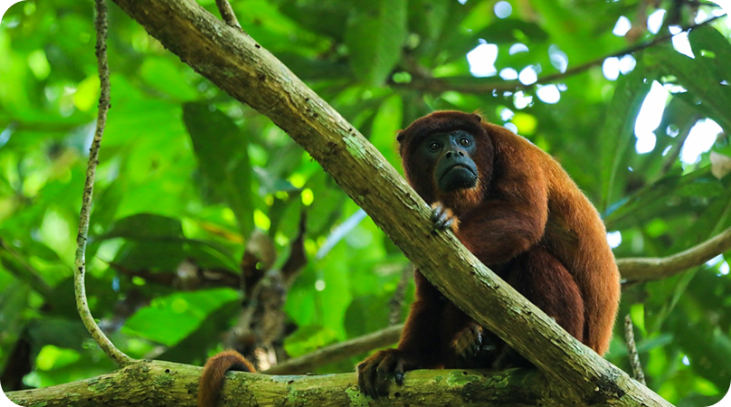 Biodiversidade