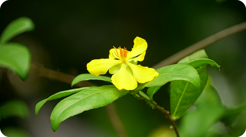 Flora da Amazônia