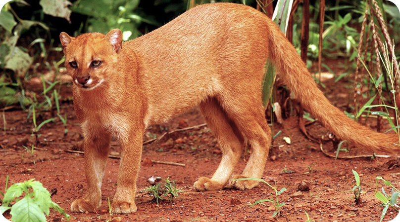 Biodiversidade