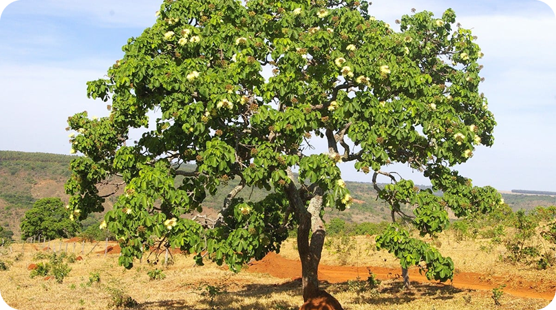 Flora do Cerrado
