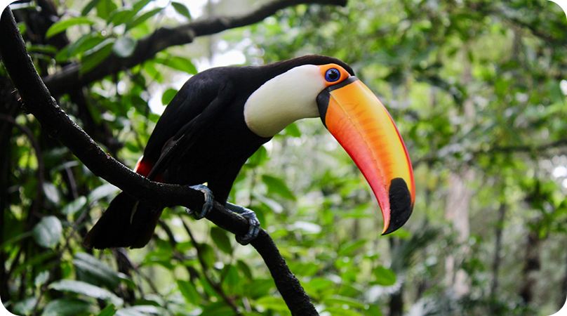 Biodiversidade