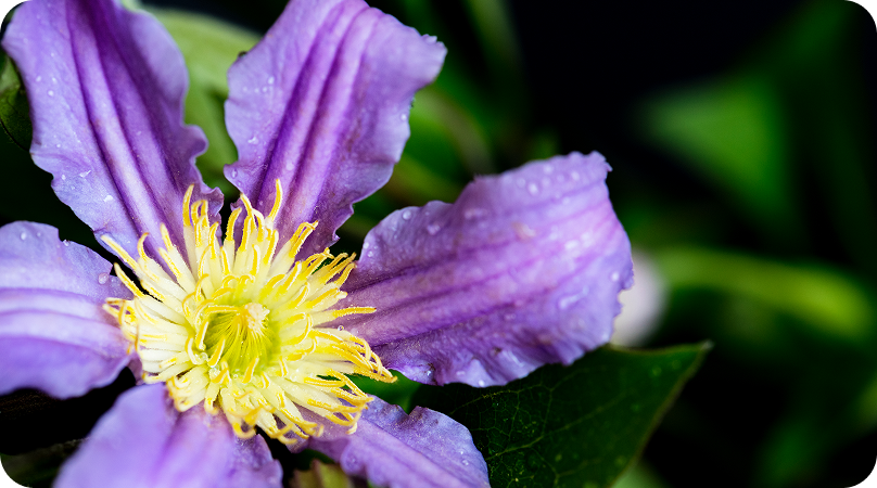 Flora do Pampa