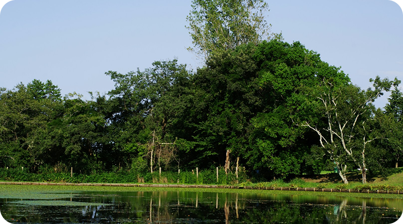 Campos inundáveis
