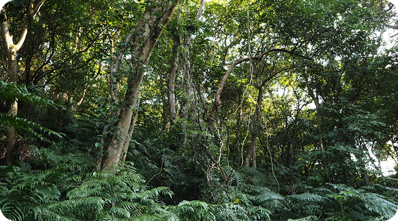 Capões