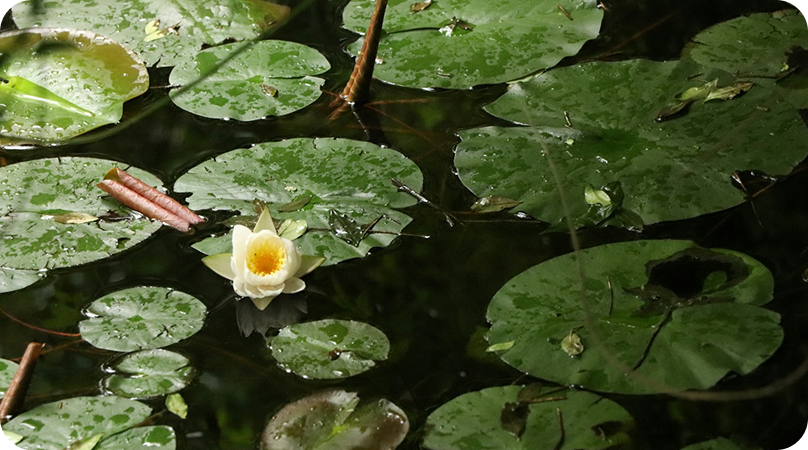 Flora do Pantanal